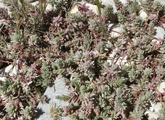 Chenolea diffusa