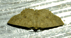 Sabulodes