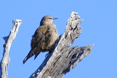 Climacteris picumnus