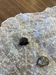 Chamonixia caespitosa