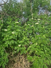 Sambucus australis