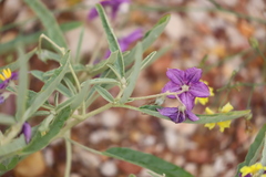 Solanum esuriale