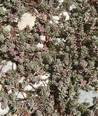 Chenolea diffusa