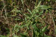 Heterotheca camporum