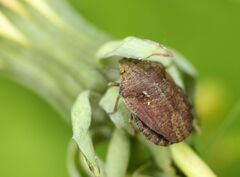 Eurygaster testudinaria