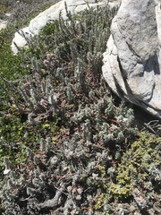 Chenolea diffusa