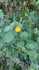 Abutilon grandifolium