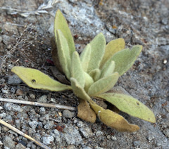 Verbascum thapsus
