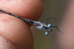 Arrenurus