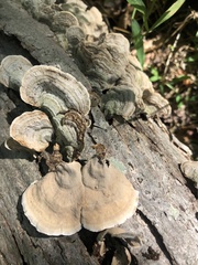 Stereum subtomentosum