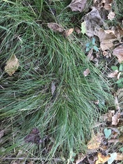 Festuca rubra
