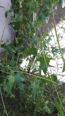 Atriplex micrantha