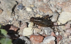 Allonemobius fasciatus