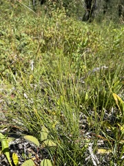 Trichophorum cespitosum