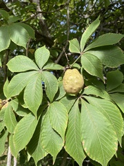 Aesculus flava