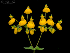 Calceolaria corymbosa