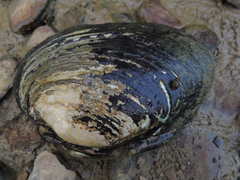 Ortmanniana ligamentina