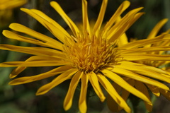 Heterotheca camporum