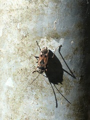 Rhyparochromus