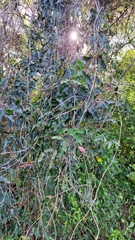 Dolichandra cynanchoides