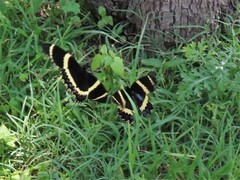 Papilio garamas garamas
