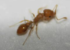 Cardiocondyla wroughtonii