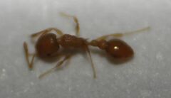 Cardiocondyla wroughtonii