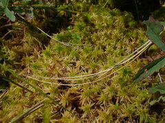 Sphagnum teres