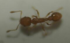 Cardiocondyla wroughtonii
