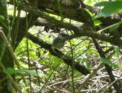 Myiothlypis leucoblephara