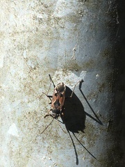 Rhyparochromus