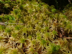 Sphagnum teres
