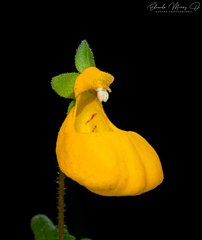 Calceolaria corymbosa