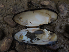 Ortmanniana ligamentina