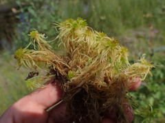 Sphagnum teres