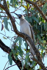 Philemon citreogularis