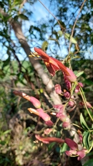 Dolichandra cynanchoides