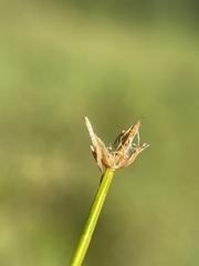 Trichophorum cespitosum