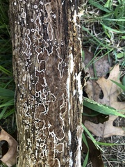 Peniophora albobadia