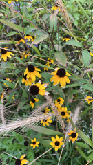 Rudbeckia triloba