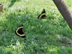 Papilio garamas garamas