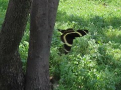 Papilio garamas garamas