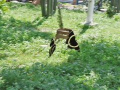 Papilio garamas garamas