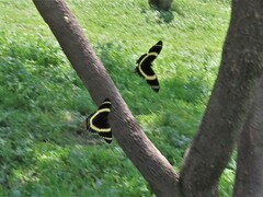 Papilio garamas garamas