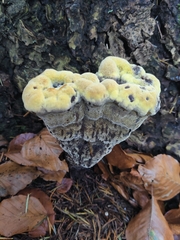 Phaeolus schweinitzii