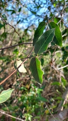 Dolichandra cynanchoides