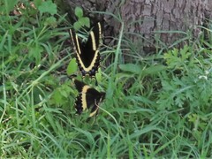Papilio garamas garamas