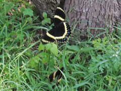 Papilio garamas garamas