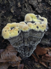 Phaeolus schweinitzii