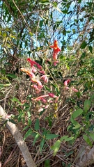 Dolichandra cynanchoides